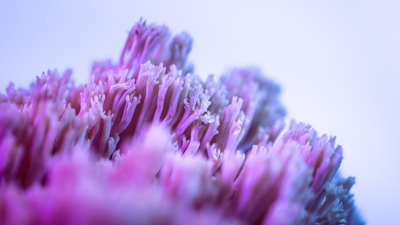 about-img Close-up image of a vibrant purple ramaria mushroom with focus on its delicate structure.